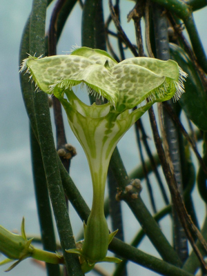 Parachute Flower, Fountain Flower, Umbrella Plant, Ceropegia sandersonii